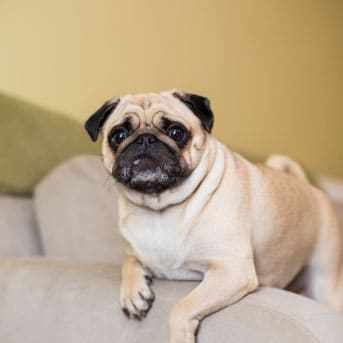 como curar parasitos intestinales en perros.jpg